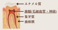 歯の構造(エナメル質・歯髄・象牙質・歯根膜)