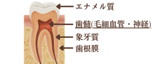 歯の構造(エナメル質・歯髄・象牙質・歯根膜)